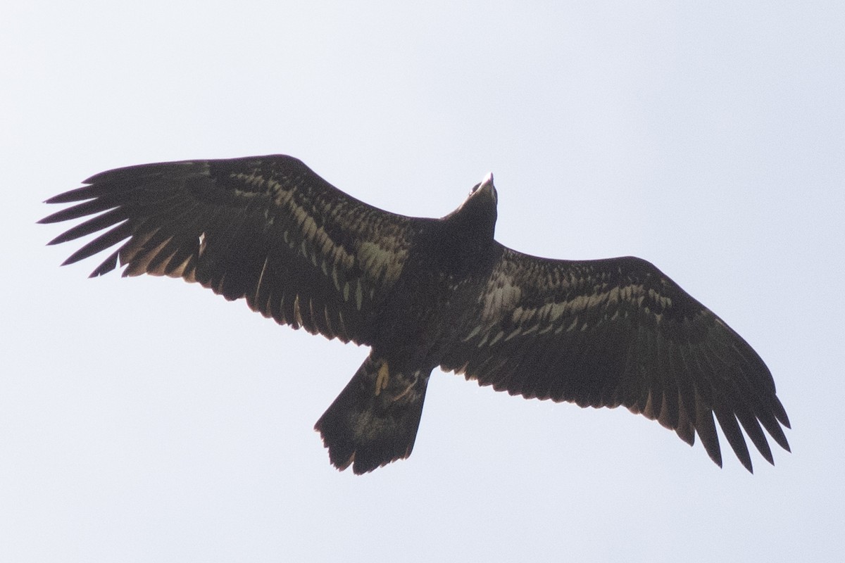 Bald Eagle - David Brown