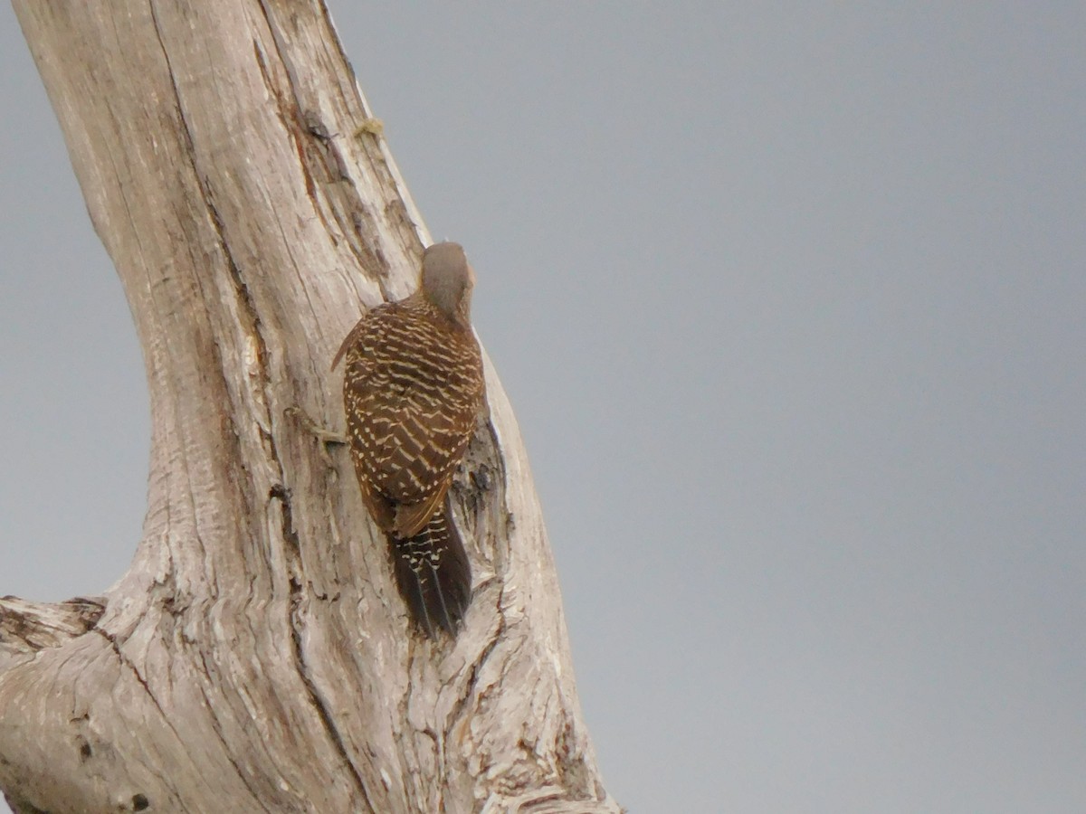 Chilean Flicker - ML618580217