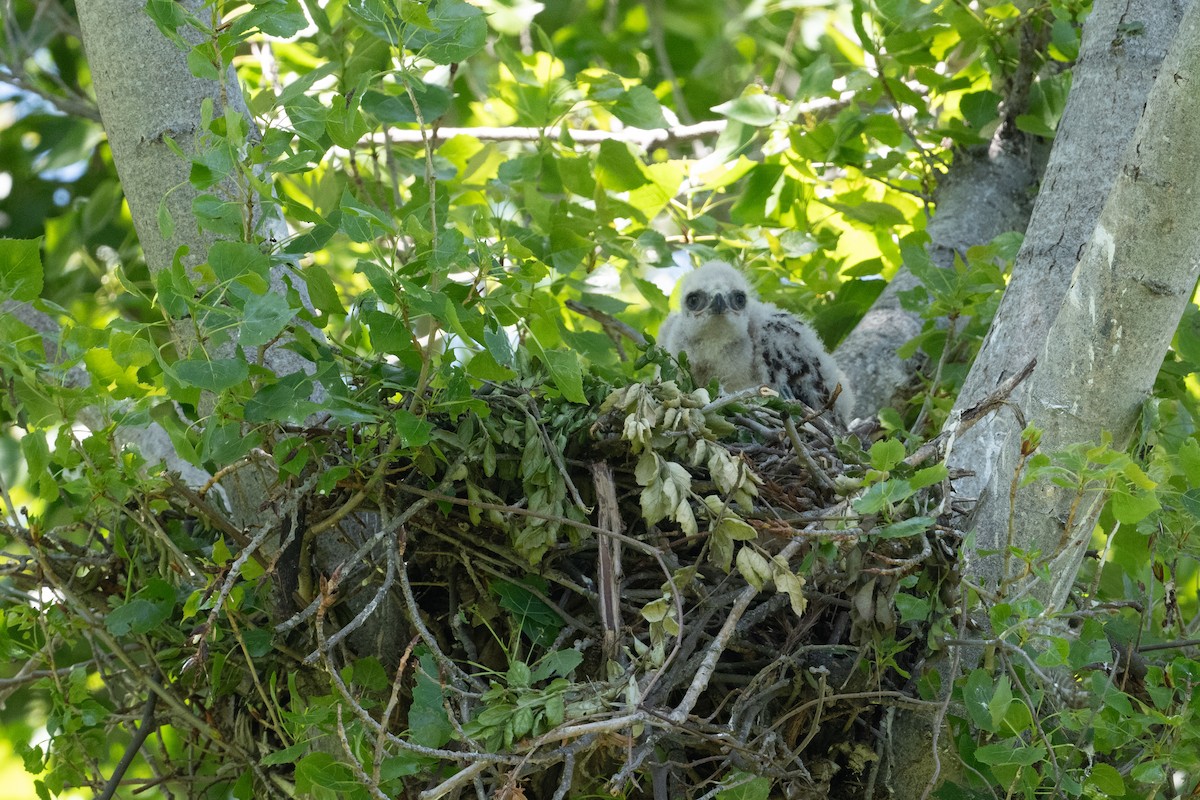 Red-tailed Hawk - Cynthia  Case