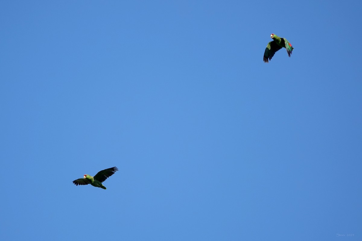 Red-crowned Parrot - Steve Neely