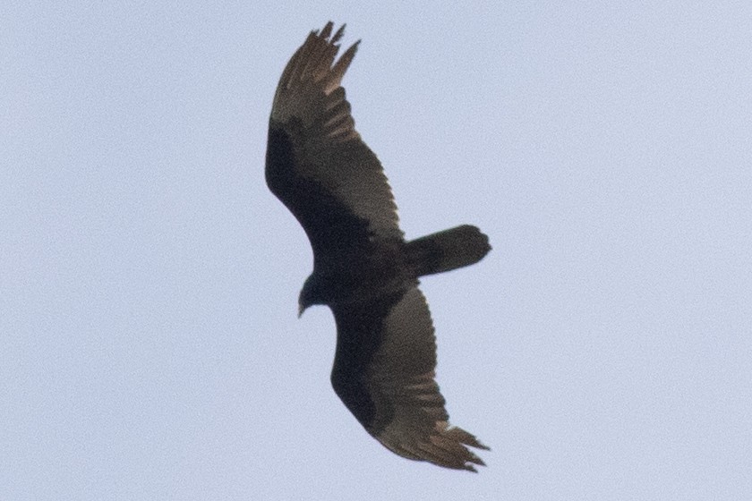 Turkey Vulture - ML618580255