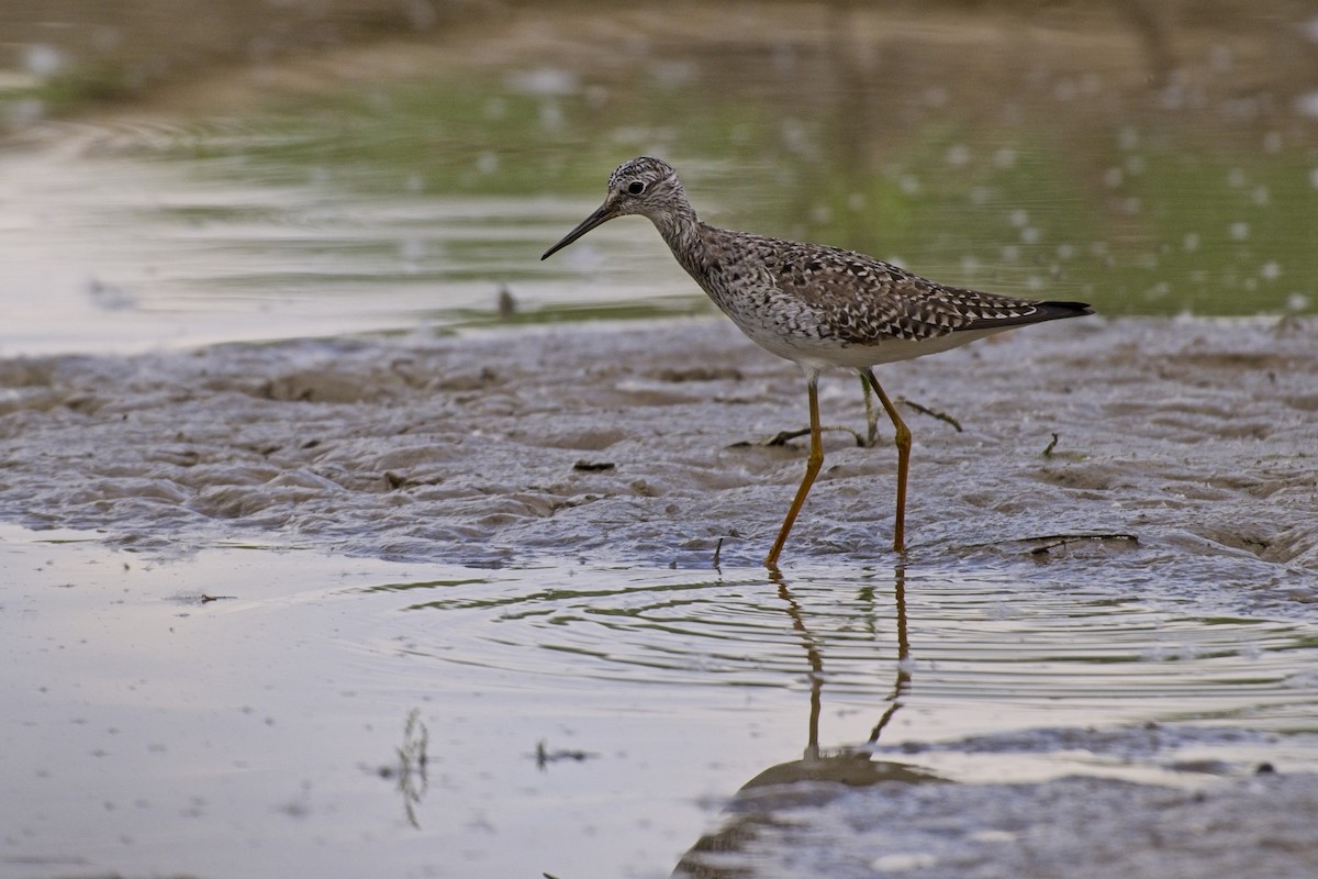 Greater Yellowlegs - ML618580262