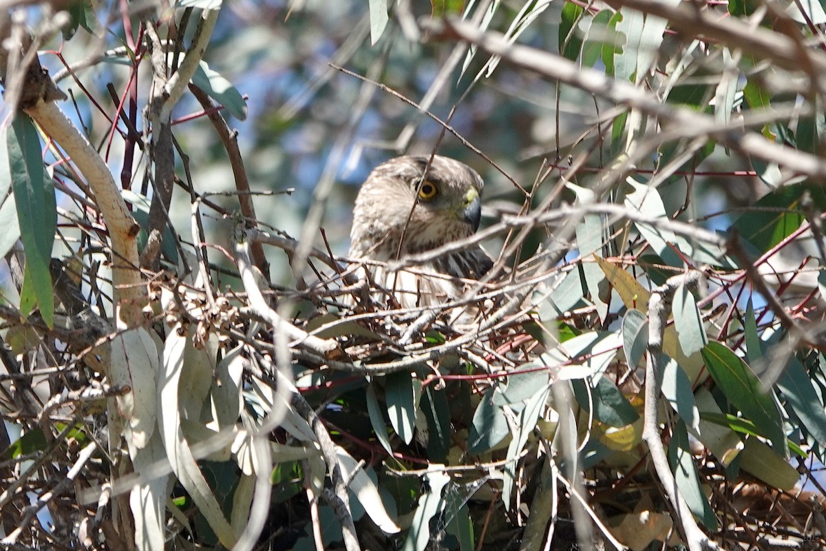 Cooper's Hawk - ML618580266