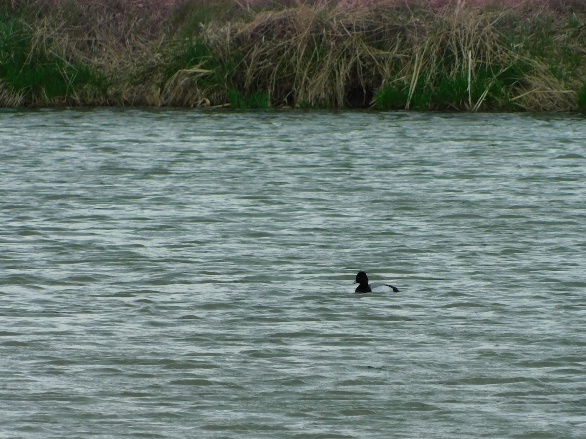 Lesser Scaup - ML618580278