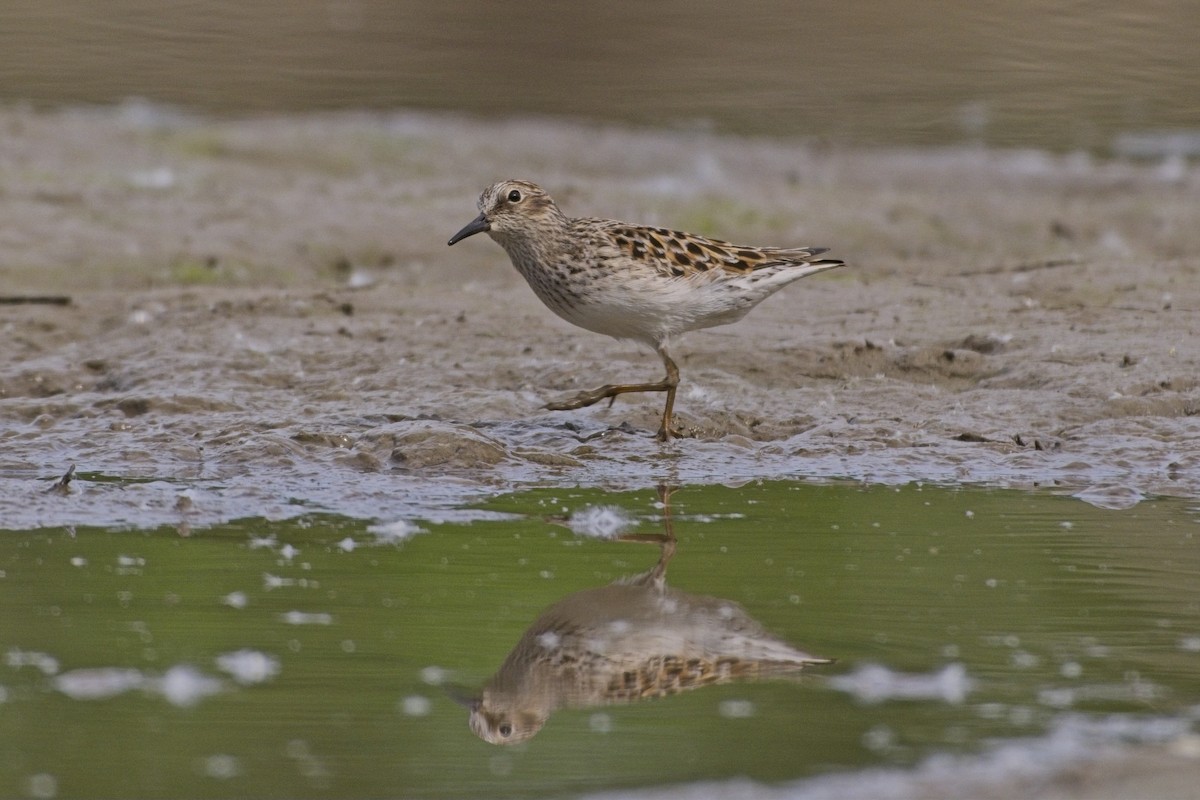 Least Sandpiper - ML618580279