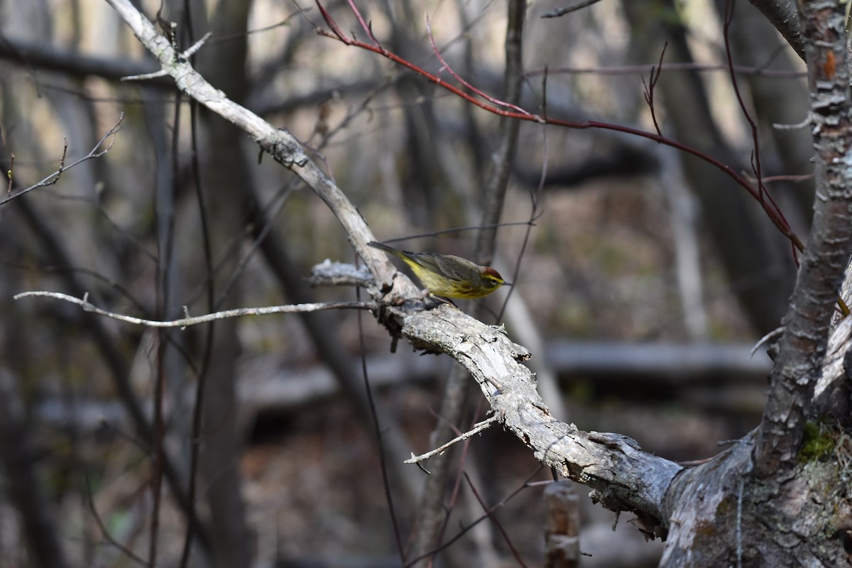 Palm Warbler - ML618580280