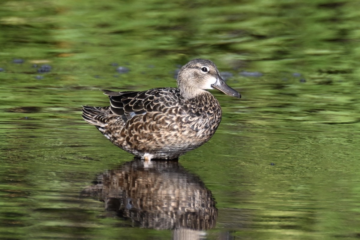 Blue-winged Teal - ML618580306