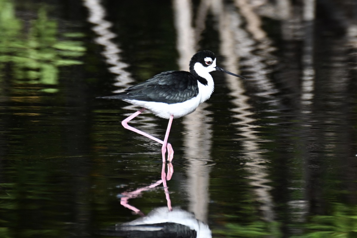 Black-necked Stilt - ML618580313