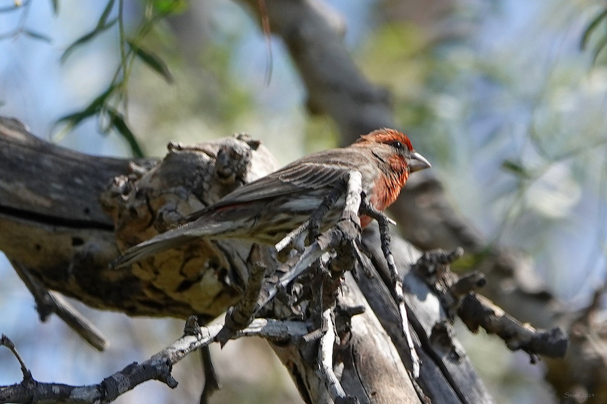 House Finch - ML618580318