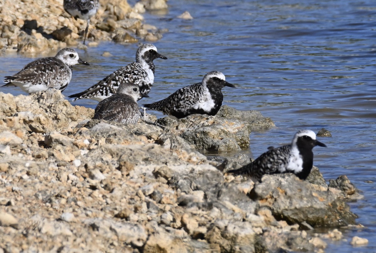 Black-bellied Plover - ML618580323