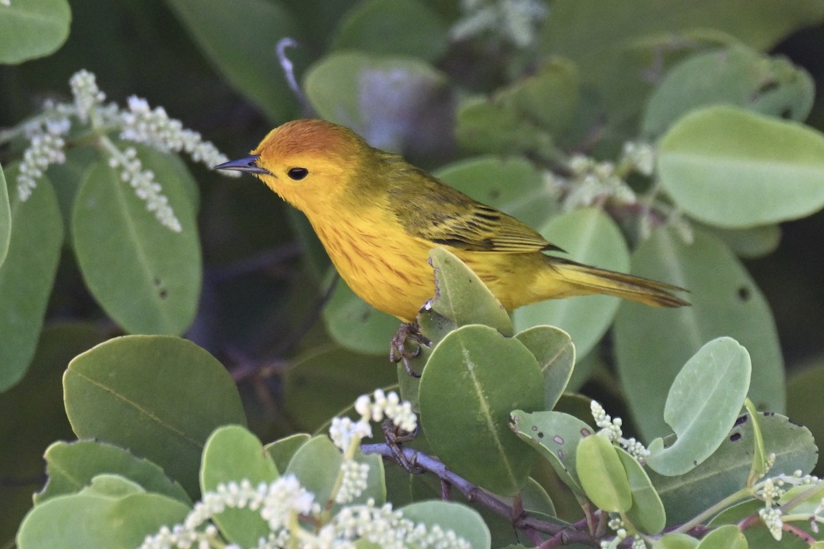 Yellow Warbler (Golden) - Simon Artuch