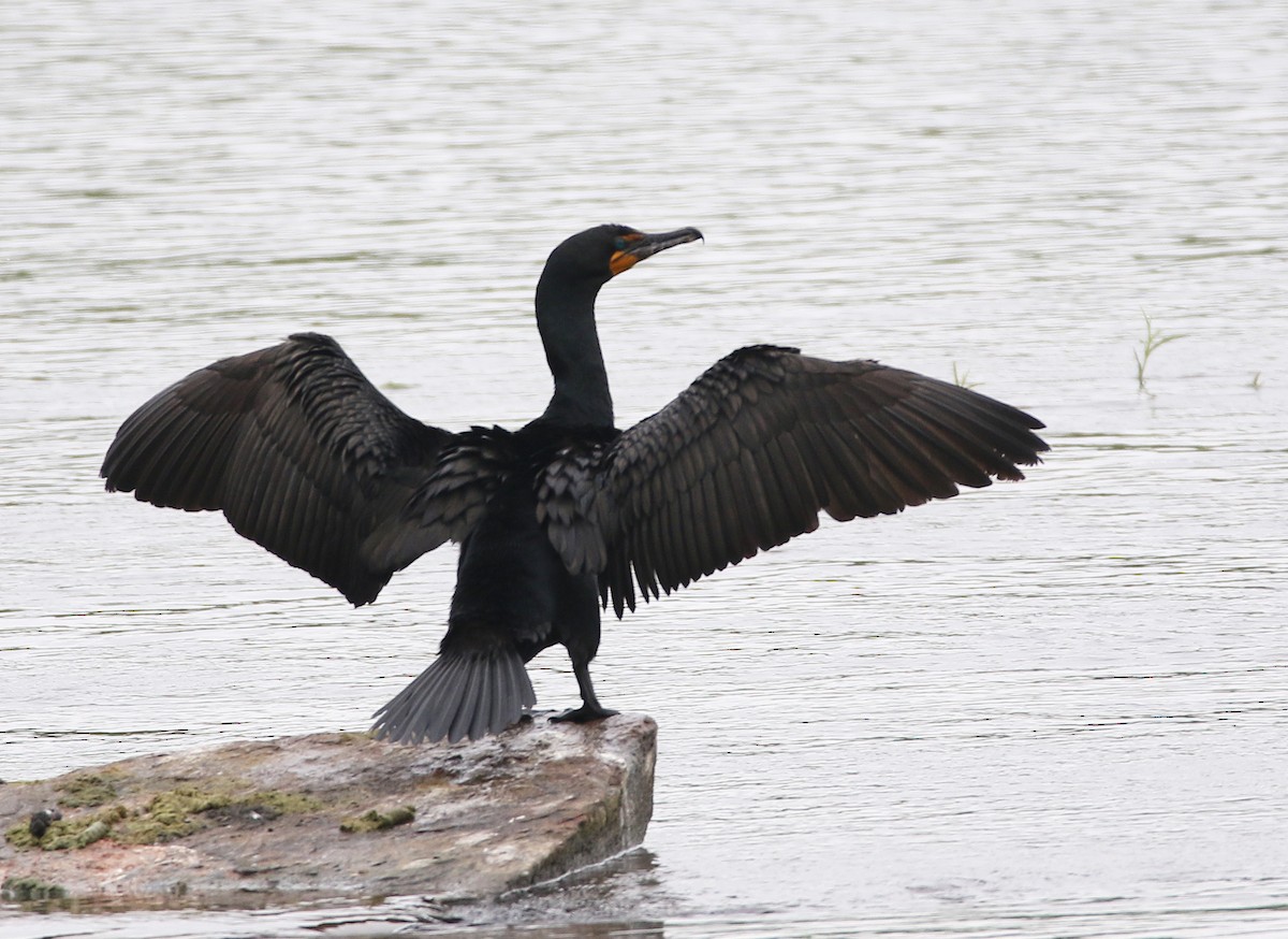 Cormoran à aigrettes - ML618580334