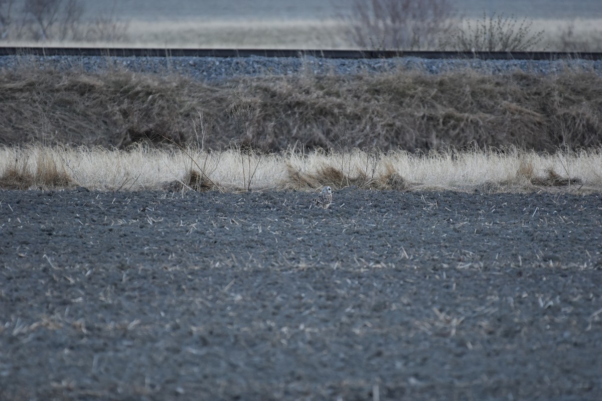 Short-eared Owl - ML618580386