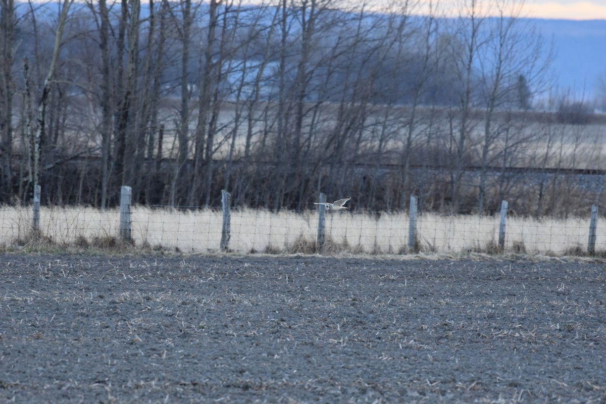 Short-eared Owl - ML618580387