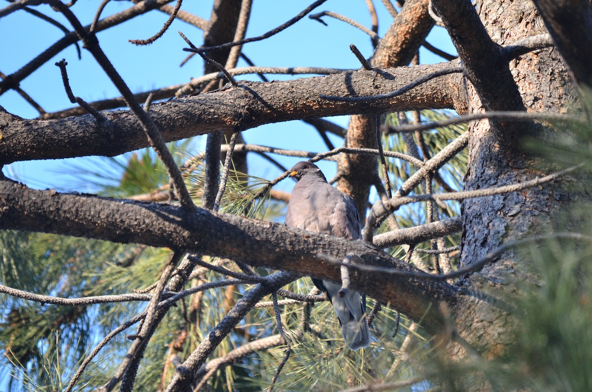 Band-tailed Pigeon - ML618580406