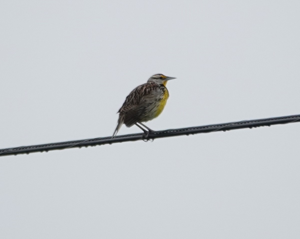 Eastern Meadowlark - ML618580425