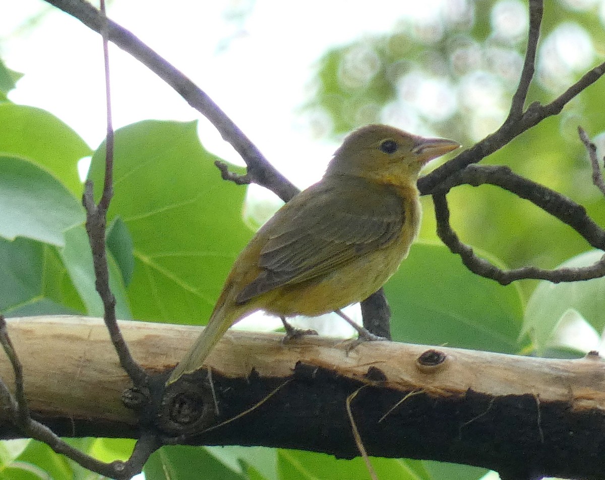 Summer Tanager - ML618580431