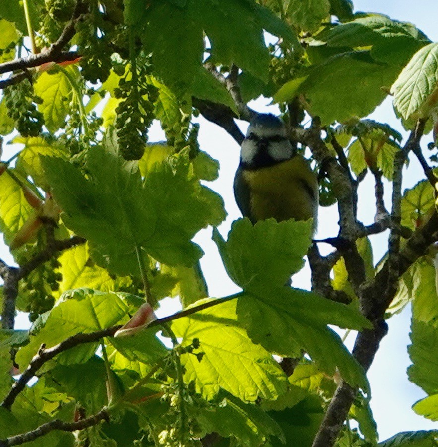 Eurasian Blue Tit - ML618580442