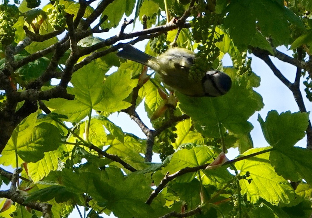 Eurasian Blue Tit - ML618580444