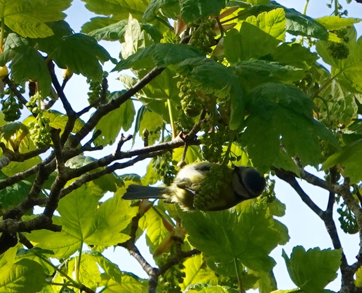 Eurasian Blue Tit - ML618580446