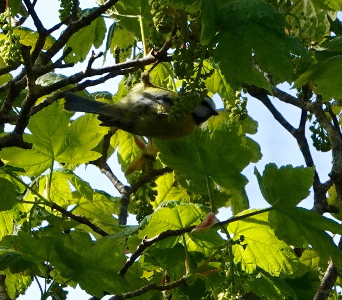 Mésange bleue - ML618580447