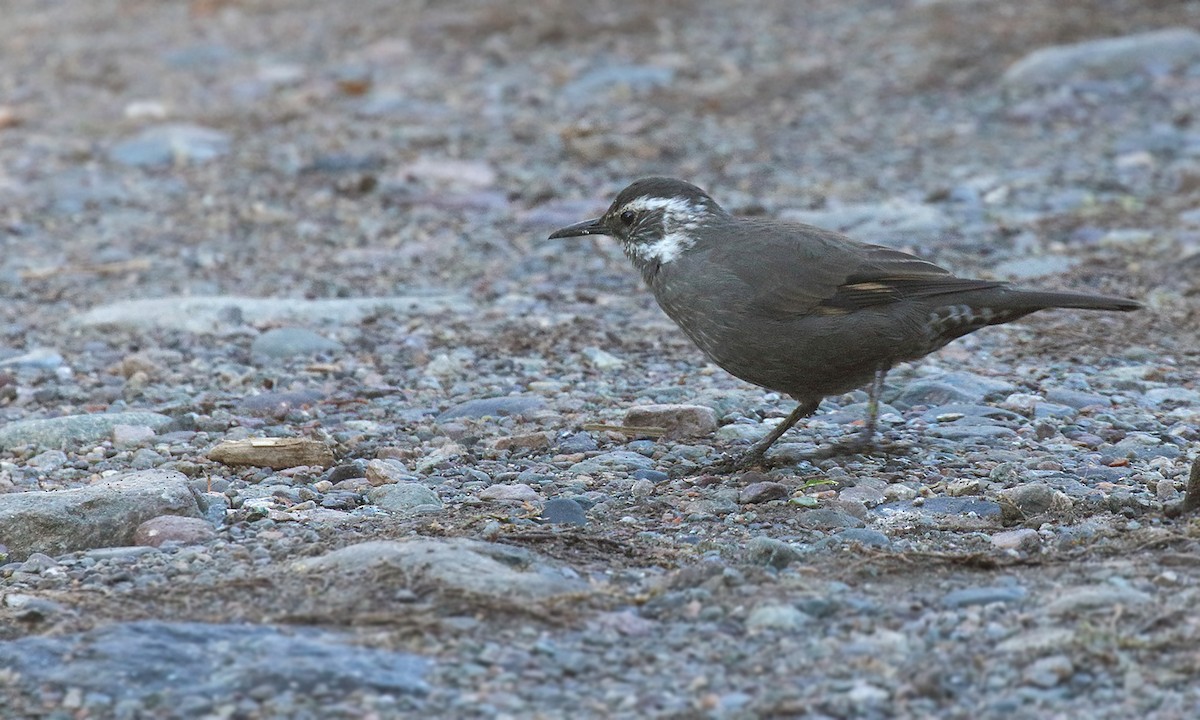 Dark-bellied Cinclodes - ML618580462