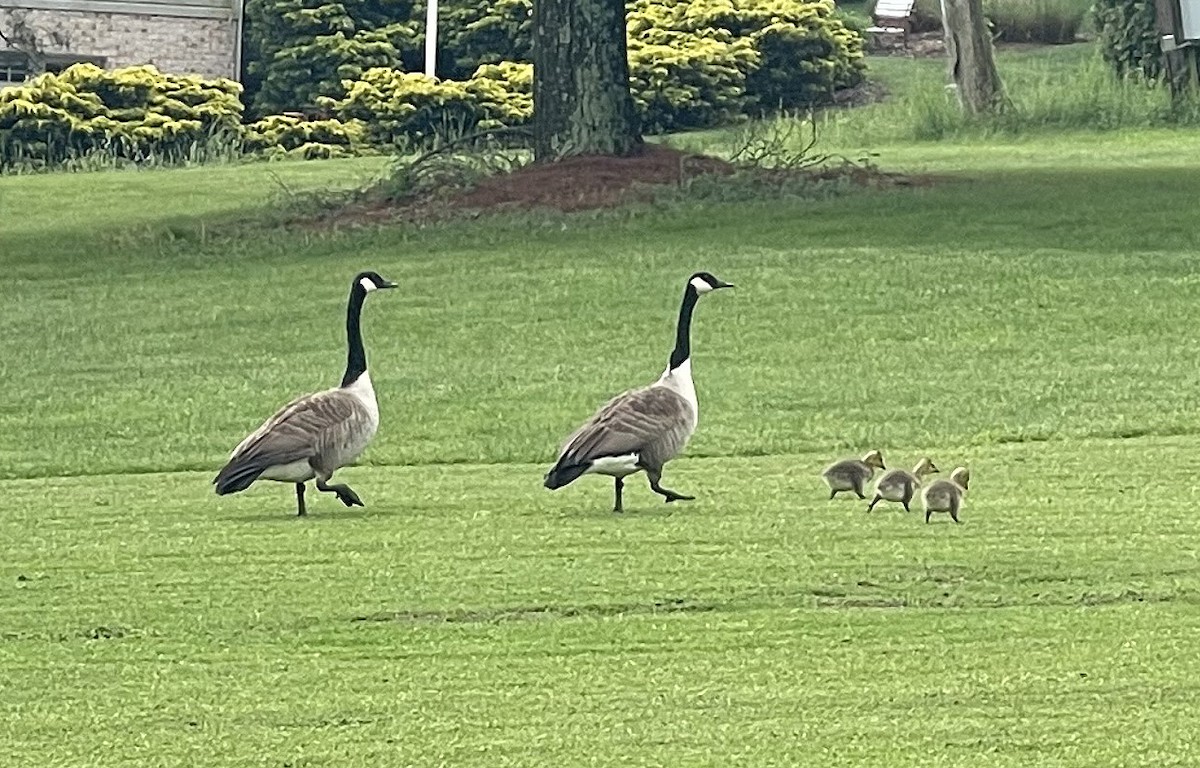 Canada Goose - ML618580464