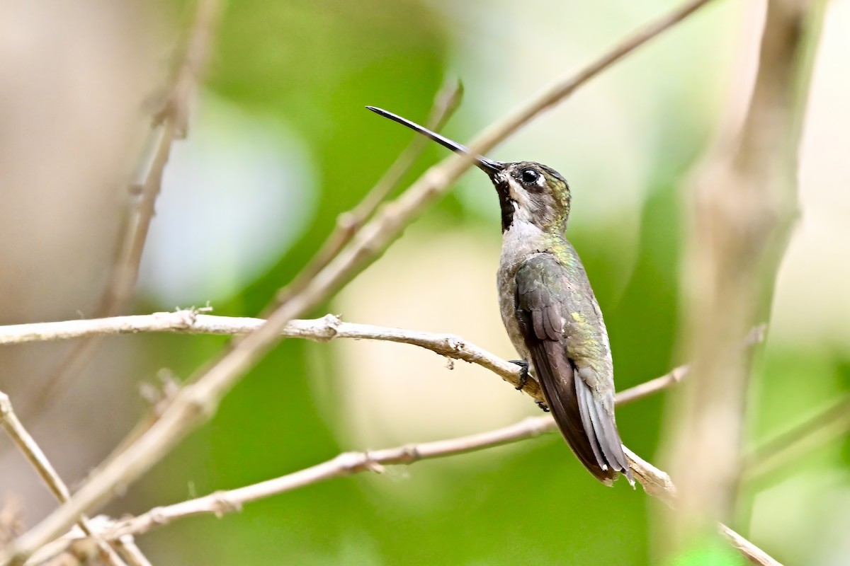 Plain-capped Starthroat - ML618580470