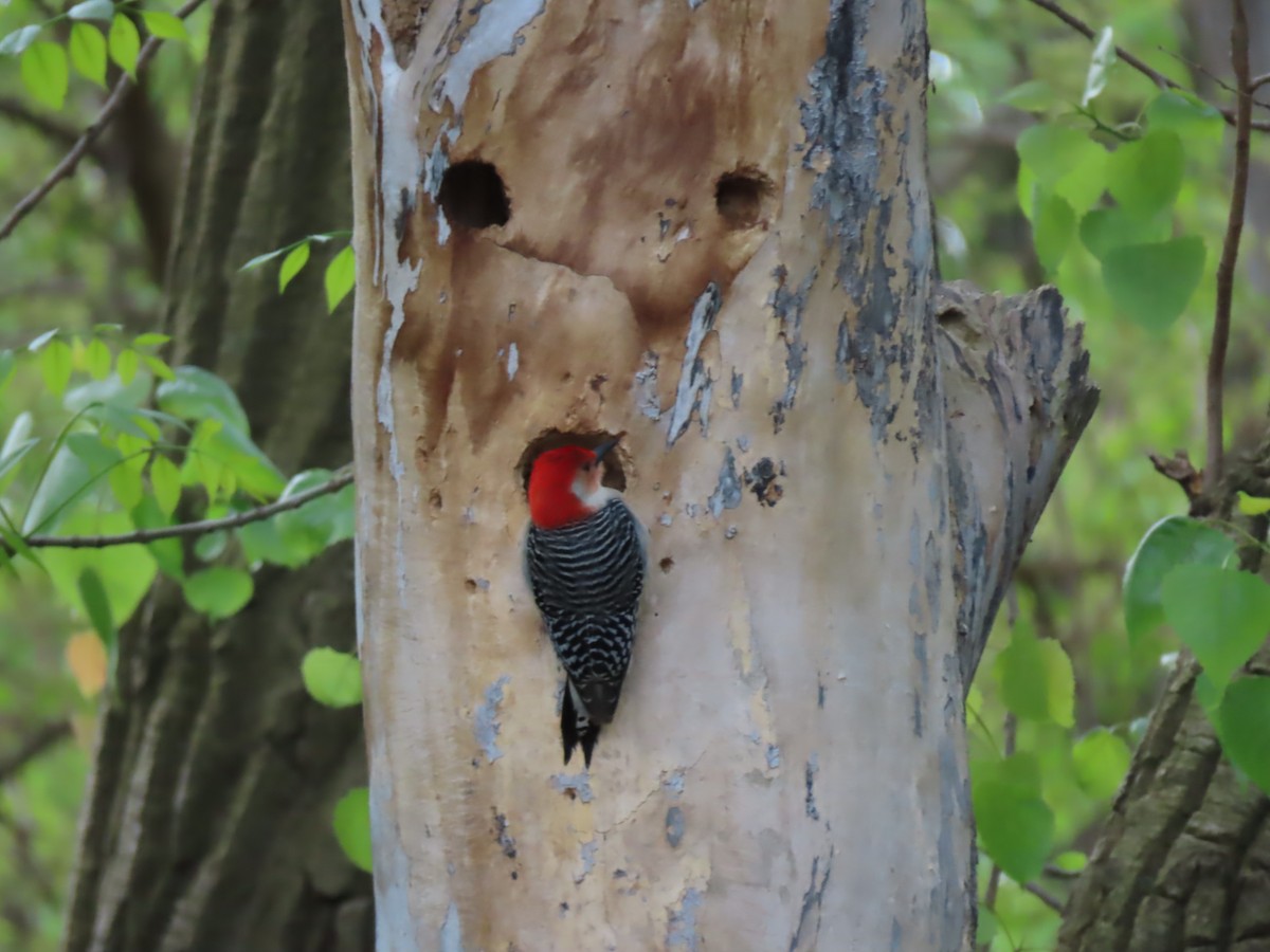 Red-bellied Woodpecker - Roger Beuck