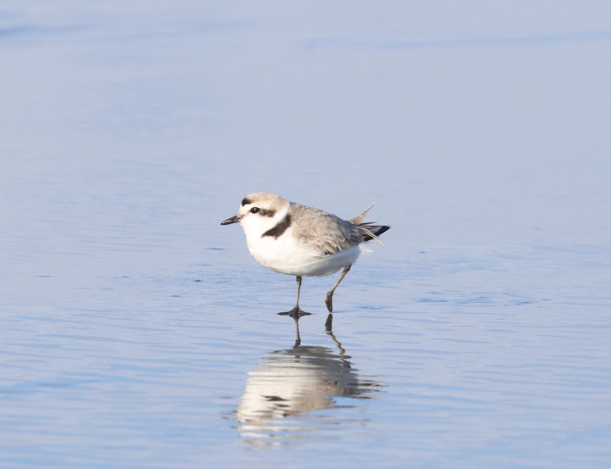 Snowy Plover - Terry Martin