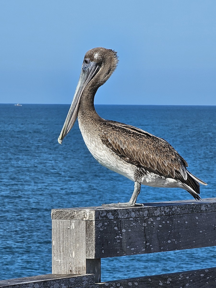 Brown Pelican - ML618580542