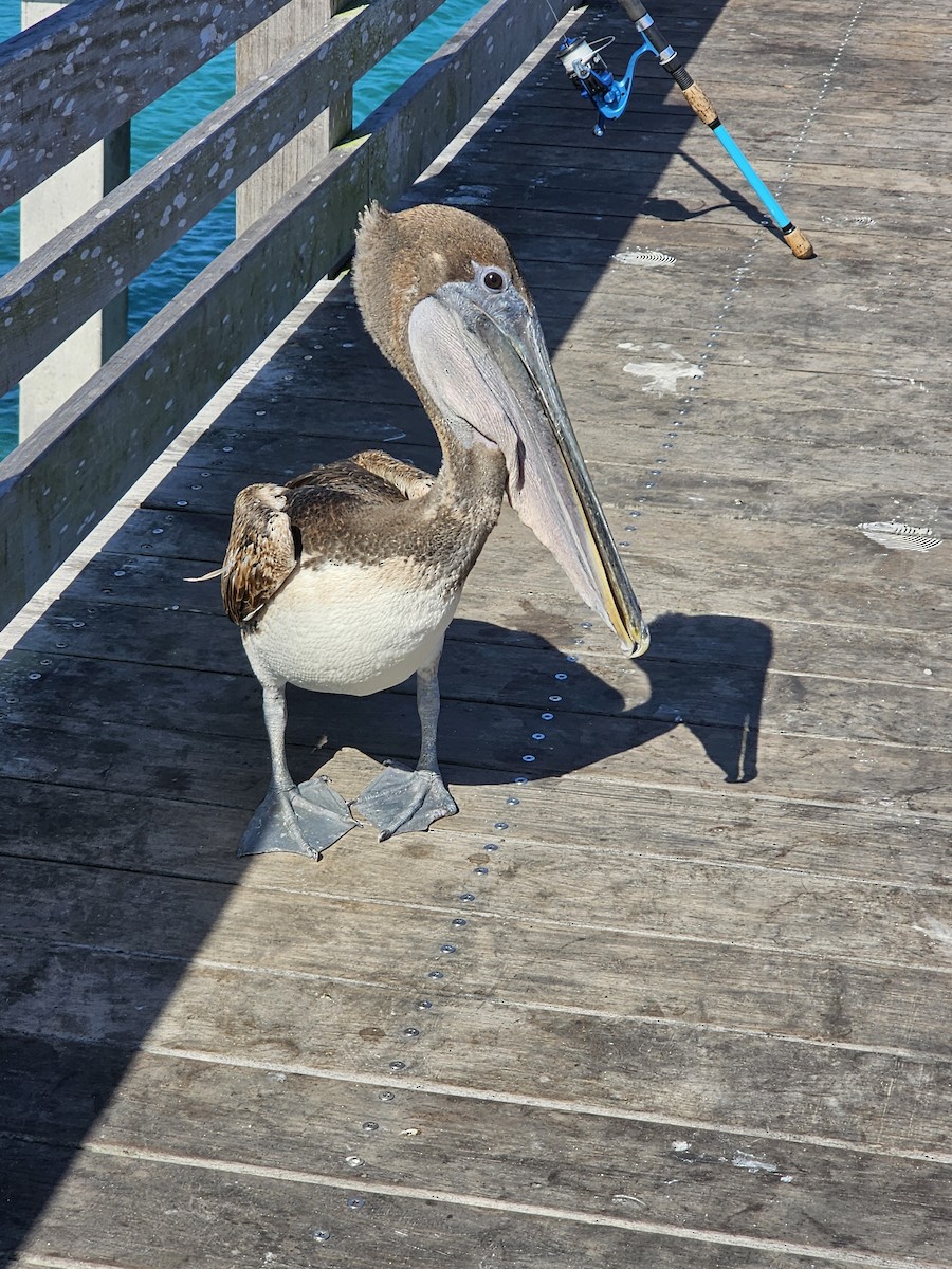 Brown Pelican - ML618580543