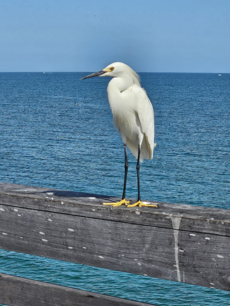 Snowy Egret - ML618580547