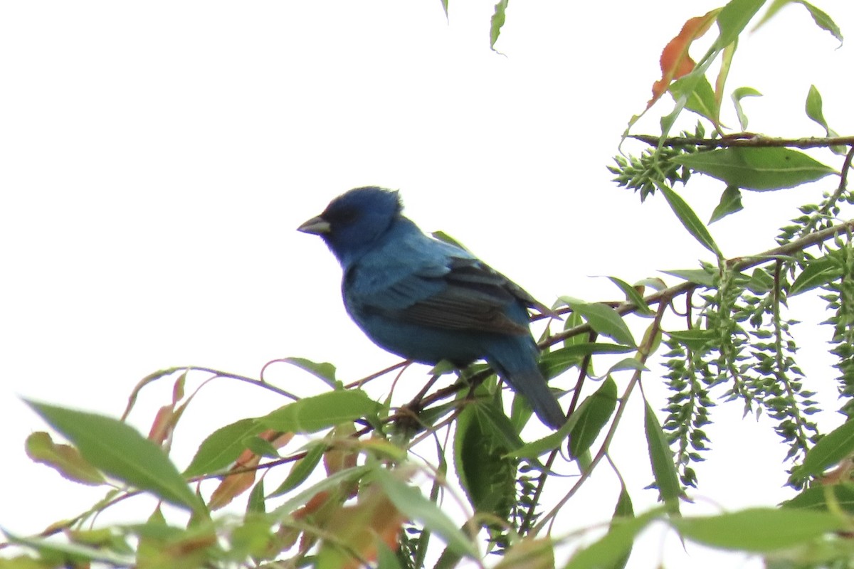 Indigo Bunting - Rita Phillips