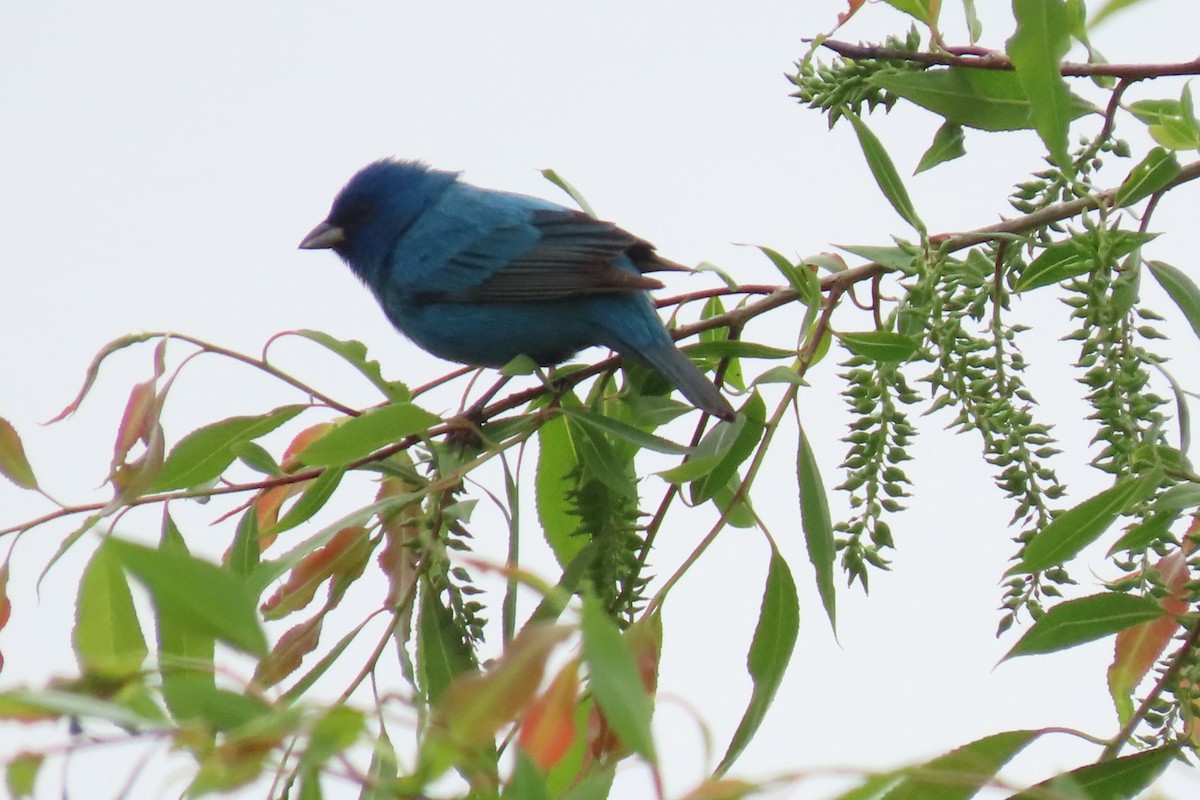 Indigo Bunting - Rita Phillips