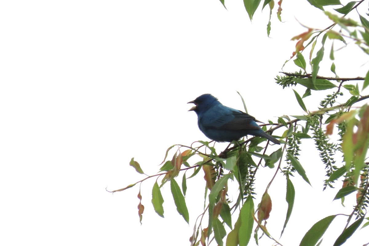 Indigo Bunting - Rita Phillips