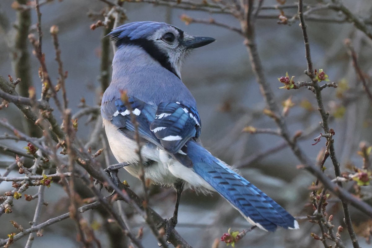 Blue Jay - Mark Miller