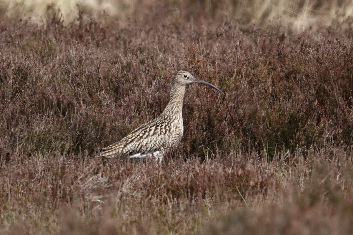 Eurasian Curlew - ML618580580