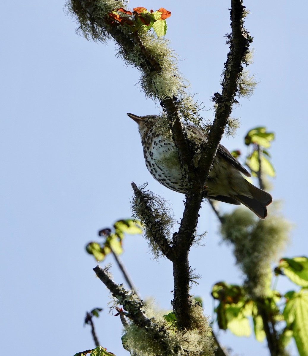 Mistle Thrush - ML618580585