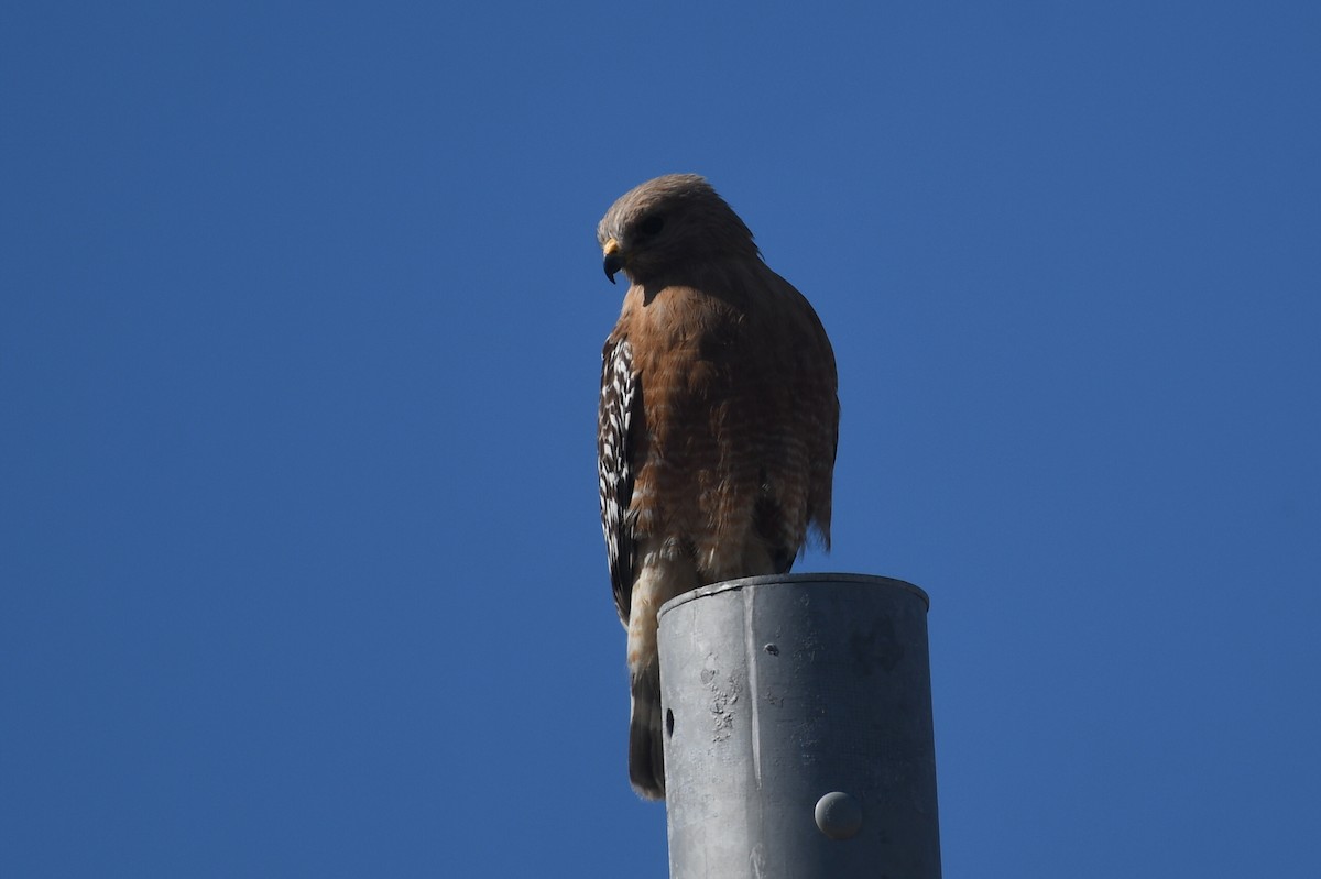 Red-shouldered Hawk - ML618580592