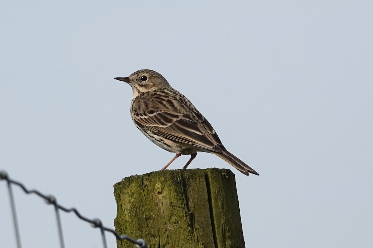 Meadow Pipit - ML618580611