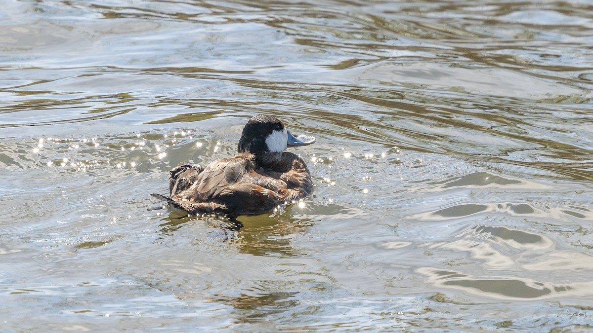 Ruddy Duck - ML618580645