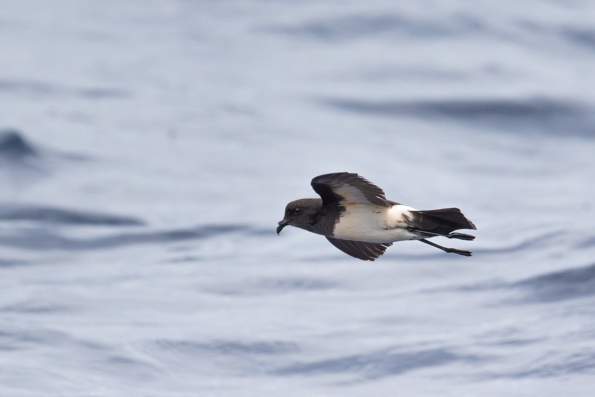 White-bellied Storm-Petrel - ML618580658