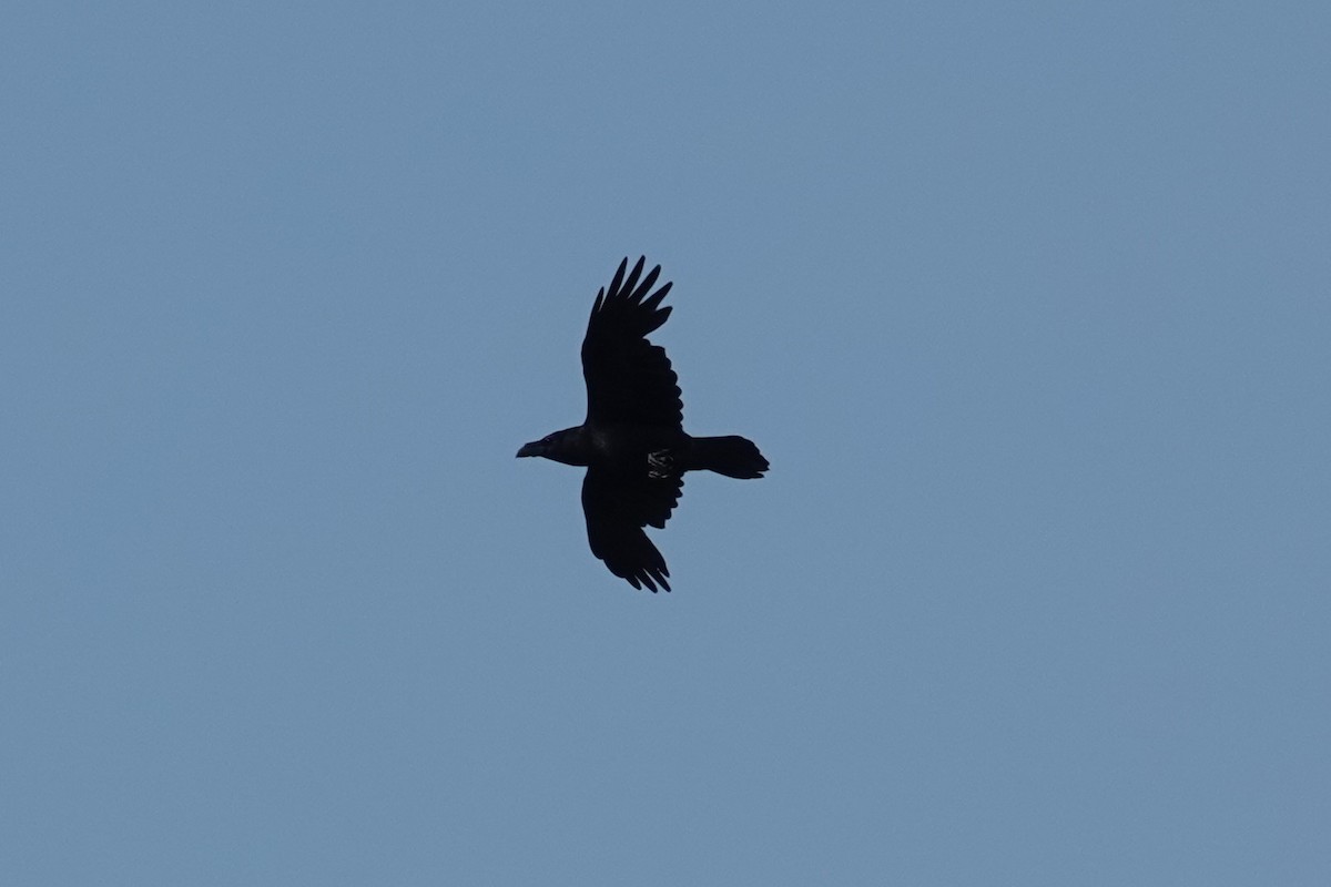 Common Raven - ML618580659