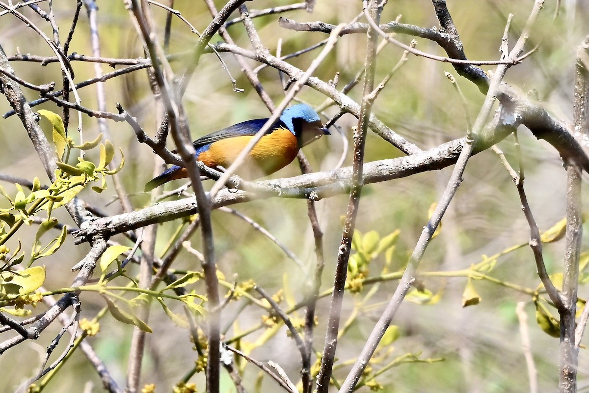 Elegant Euphonia - ML618580660