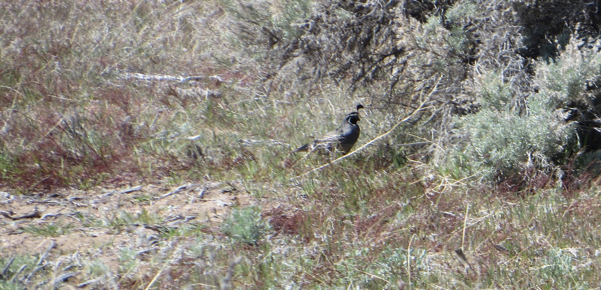 California Quail - ML618580676