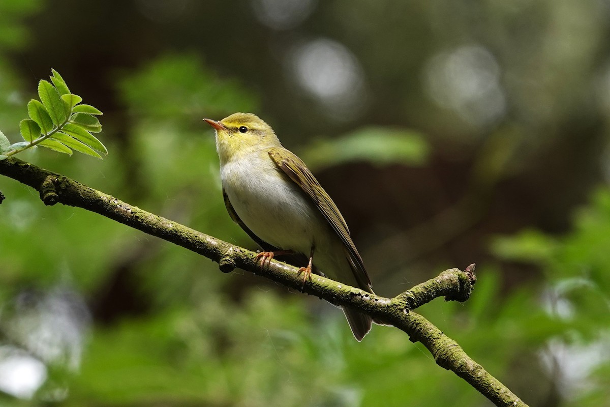 Wood Warbler - Toby Holmes