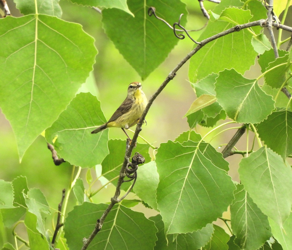 Palm Warbler - ML618580697