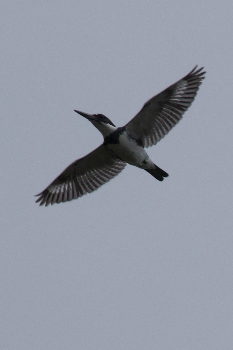 Belted Kingfisher - ML618580715