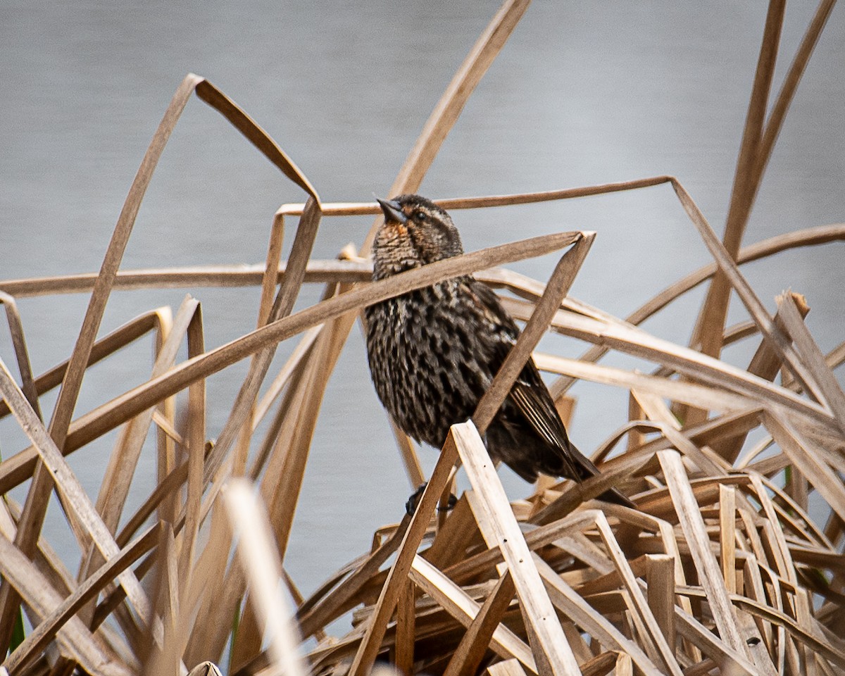 Red-winged Blackbird - Martin Tremblay